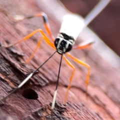 Xanthocryptus novozealandicus at Casey, ACT - 17 Feb 2024