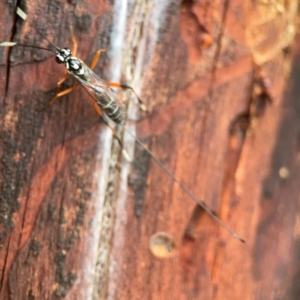 Xanthocryptus novozealandicus at Casey, ACT - 17 Feb 2024