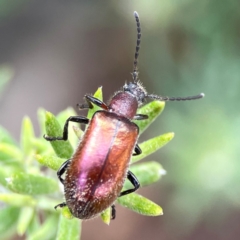 Ecnolagria grandis (Honeybrown beetle) at Casey, ACT - 17 Feb 2024 by Hejor1