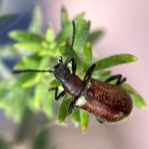 Ecnolagria grandis at Casey, ACT - 17 Feb 2024