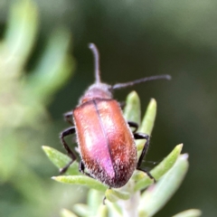 Ecnolagria grandis at Casey, ACT - 17 Feb 2024