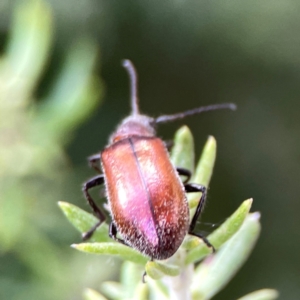 Ecnolagria grandis at Casey, ACT - 17 Feb 2024