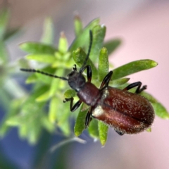 Ecnolagria grandis at Casey, ACT - 17 Feb 2024