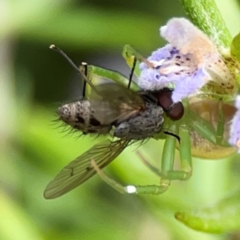 Helina sp. (genus) (Muscid fly) at Casey, ACT - 17 Feb 2024 by Hejor1