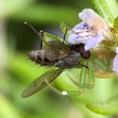 Helina sp. (genus) (Muscid fly) at Casey, ACT - 17 Feb 2024 by Hejor1