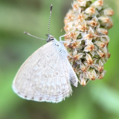 Zizina otis (Common Grass-Blue) at Casey, ACT - 17 Feb 2024 by Hejor1