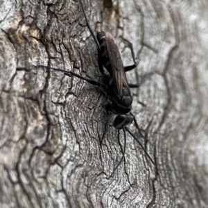 Pompilidae (family) at Casey, ACT - 17 Feb 2024 06:09 PM