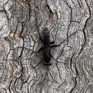 Pompilidae (family) at Casey, ACT - 17 Feb 2024 06:09 PM