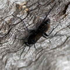 Pompilidae (family) at Casey, ACT - 17 Feb 2024 06:09 PM