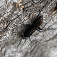 Pompilidae (family) at Casey, ACT - 17 Feb 2024 06:09 PM