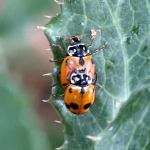 Hippodamia variegata at Casey, ACT - 17 Feb 2024 06:10 PM