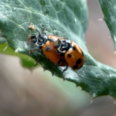 Hippodamia variegata at Casey, ACT - 17 Feb 2024