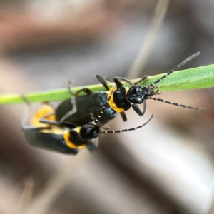 Chauliognathus lugubris at Casey, ACT - 17 Feb 2024