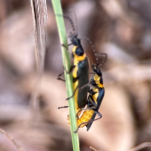 Chauliognathus lugubris at Casey, ACT - 17 Feb 2024