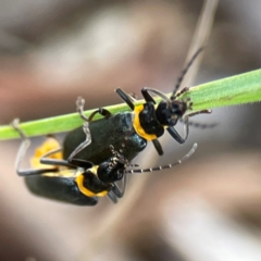 Chauliognathus lugubris at Casey, ACT - 17 Feb 2024