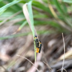 Chauliognathus lugubris at Casey, ACT - 17 Feb 2024