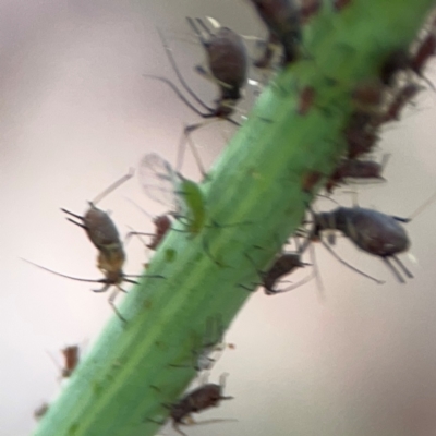 Uroleucon (Uroleucon) sonchi (Sow-thistle Aphid) at Casey, ACT - 17 Feb 2024 by Hejor1