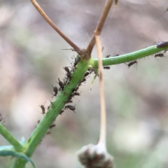 Uroleucon (Uroleucon) sonchi at Casey, ACT - 17 Feb 2024