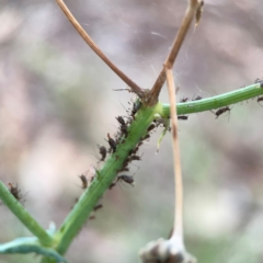 Uroleucon (Uroleucon) sonchi at Casey, ACT - 17 Feb 2024