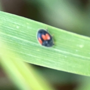 Diomus notescens at Casey, ACT - 17 Feb 2024 06:12 PM