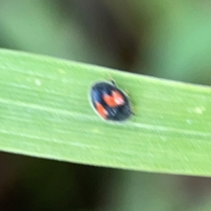 Diomus notescens at Casey, ACT - 17 Feb 2024