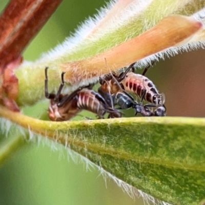 Iridomyrmex sp. (genus) (Ant) at Casey, ACT - 17 Feb 2024 by Hejor1
