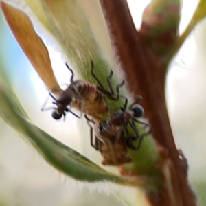 Iridomyrmex sp. (genus) at Casey, ACT - 17 Feb 2024