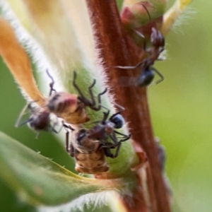 Iridomyrmex sp. (genus) at Casey, ACT - 17 Feb 2024