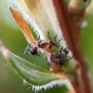 Eurymelinae (subfamily) at Casey, ACT - 17 Feb 2024