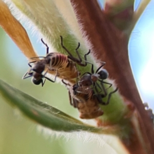 Eurymelinae (subfamily) at Casey, ACT - 17 Feb 2024