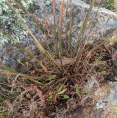 Dichelachne sp. (Plume Grasses) at Namadgi National Park - 16 Feb 2024 by MattM