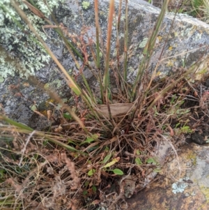 Dichelachne hirtella at Namadgi National Park - 17 Feb 2024