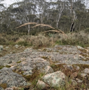 Dichelachne hirtella at Namadgi National Park - 17 Feb 2024