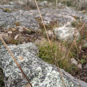 Dichelachne hirtella at Namadgi National Park - 17 Feb 2024