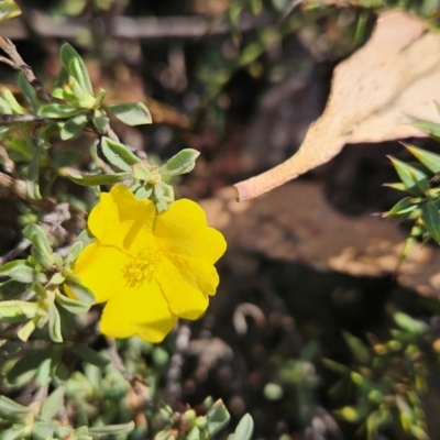 Hibbertia obtusifolia (Grey Guinea-flower) at Namadgi National Park - 17 Feb 2024 by BethanyDunne