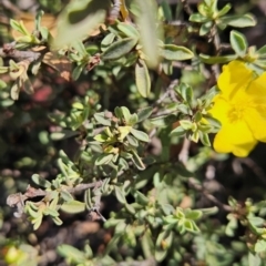 Hibbertia obtusifolia at Namadgi National Park - 17 Feb 2024 02:31 PM