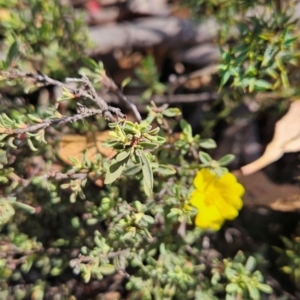 Hibbertia obtusifolia at Namadgi National Park - 17 Feb 2024 02:31 PM