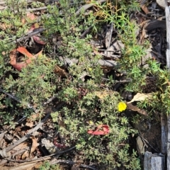 Hibbertia obtusifolia at Namadgi National Park - 17 Feb 2024
