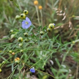 Linum marginale at Namadgi National Park - 17 Feb 2024