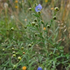 Linum marginale at Namadgi National Park - 17 Feb 2024