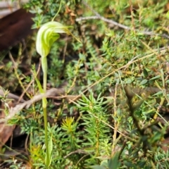 Diplodium decurvum (Summer greenhood) at Namadgi National Park - 16 Feb 2024 by BethanyDunne