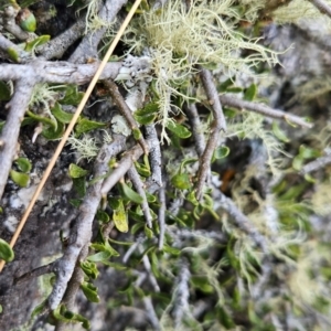 Melicytus angustifolius subsp. divaricatus at Bimberi Nature Reserve - 17 Feb 2024