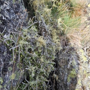 Melicytus angustifolius subsp. divaricatus at Bimberi Nature Reserve - 17 Feb 2024