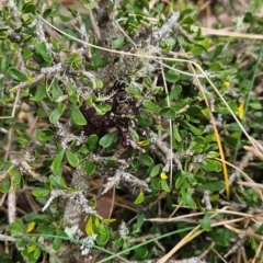 Melicytus angustifolius subsp. divaricatus (Divaricate Tree Violet) at Namadgi National Park - 17 Feb 2024 by BethanyDunne