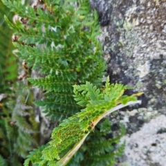 Polystichum proliferum (Mother Shield Fern) at Cotter River, ACT - 17 Feb 2024 by BethanyDunne