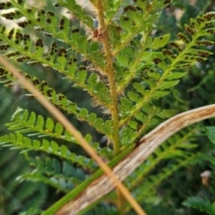 Polystichum proliferum at Namadgi National Park - 17 Feb 2024