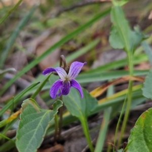 Viola betonicifolia at Namadgi National Park - 17 Feb 2024