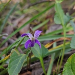 Viola betonicifolia (Mountain Violet) at Namadgi National Park - 17 Feb 2024 by BethanyDunne