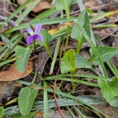 Viola betonicifolia at Namadgi National Park - 17 Feb 2024