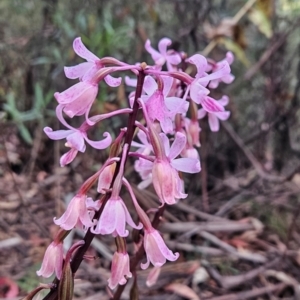 Dipodium roseum at Namadgi National Park - 17 Feb 2024